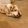 dog, indoor, toy, floor, chewing, merle_coat, pet, animal, playful, focused, canine, fur, cute, companion, domestic, relaxed, muzzle, paw, brown, white
