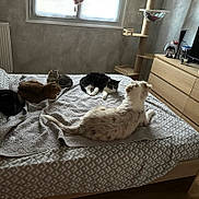 Nao a rejoint le concours — aidez-le/la à gagner de superbes lots ! bedroom, bed, cat, dog, pets, blanket, window, furniture, cat_tree, wooden_drawer, patterned_bedspread, natural_light, relaxing, indoor, cozy, sleeping, animal, four_legged, domestic, resting