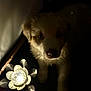 puppy, dog, pet, dark, shadow, light, glowing, flower, decor, indoor, cute, animal, fur, face, nose, eyes, curious, soft_light, mystery, cozy