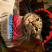 Binx is registered to the contest to win money with this photo: art, big_cats, carnivore, cat, chinese_new_year, creative_arts, domestic_short_haired_cat, event, fashion_accessory, felidae, fur, head, headgear, organism, small_to_medium_sized_cats, snout, tire, toy, visual_arts, whiskers