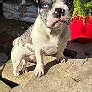 Zero joined the competition — help win amazing prizes! dog, french_bulldog, puppy, blue_eyes, outdoor, sunlight, stone, plant, red_pot, curious, pet, animal, fur, ears, snout, nose, shadow, background, nature, close_up