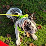 Zero is registered to the contest to win money with this photo: dog, puppy, grass, leash, harness, outdoor, sunlight, greenery, curb, red, leaf, nature, pet, animal, young, spotted, resting, daylight, playful, canine
