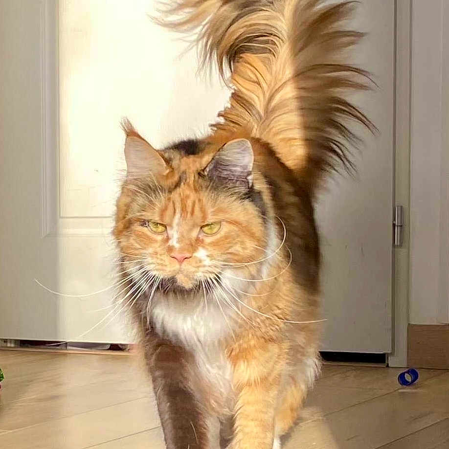 Urka a rejoint le concours — aidez-le/la à gagner de superbes lots ! animal, cat, close_up, confident, cute, domestic_cat, door, feline, fluffy_tail, fur, indoor, orange_cat, pet, portrait, shadow, sunlight, walking, whiskers, white_paws, wooden_floor