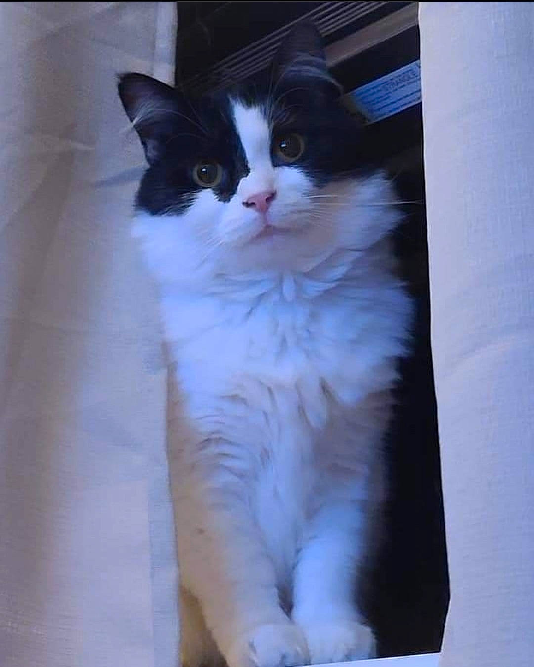 Kitty Kitty is registered to the contest to win money with this photo: carnivore, cat, comfort, domestic_short_haired_cat, eye, felidae, fur, iris, sitting, small_to_medium_sized_cats, snout, tail, terrestrial_animal, whiskers, window