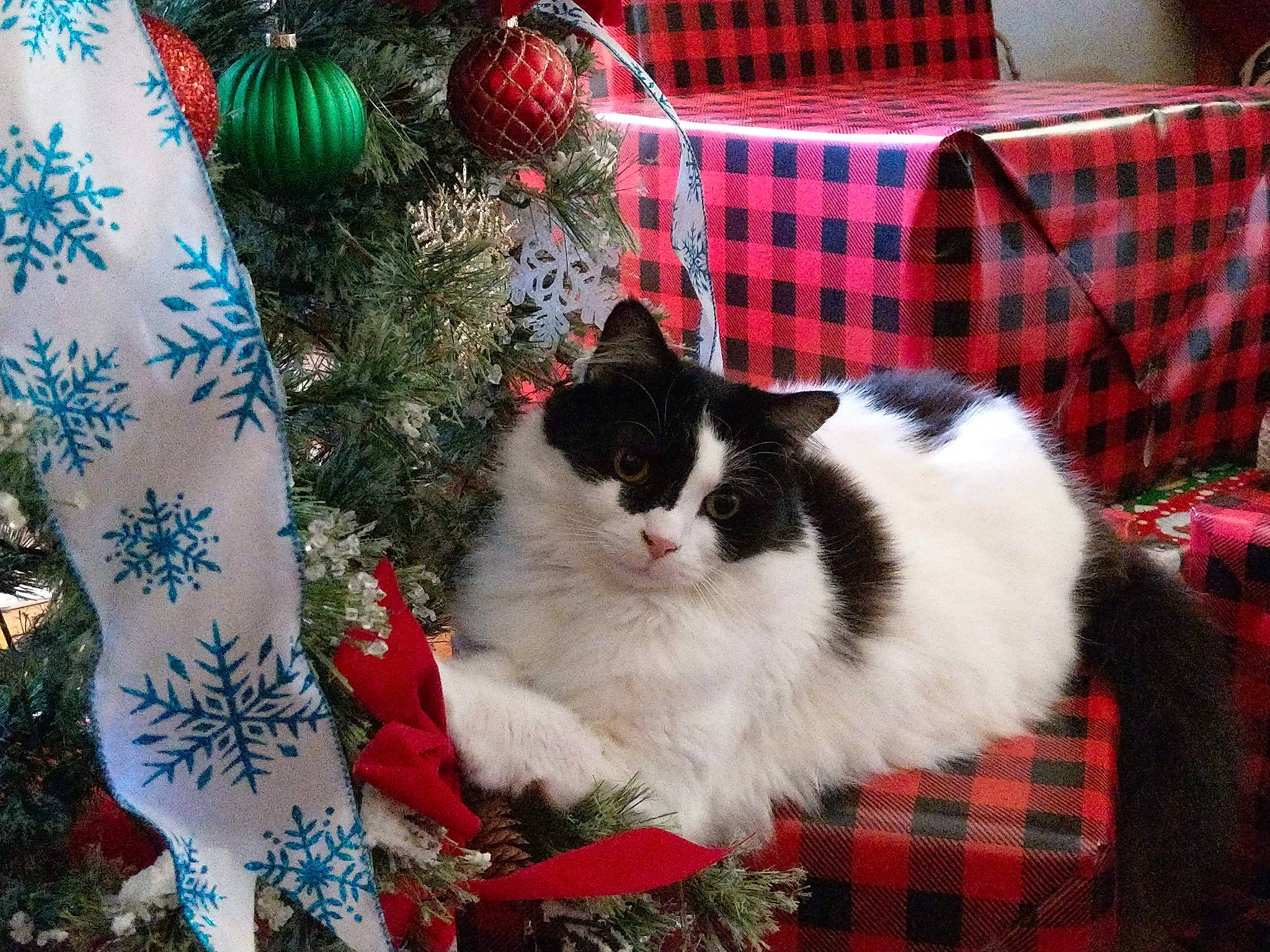 Kitty Kitty is registered to the contest to win money with this photo: art, carnivore, cat, christmas_ornament, christmas_tree, event, fawn, felidae, holiday, light, pattern, plaid, sky, small_to_medium_sized_cats, tail, tartan, textile, tree, whiskers, wood