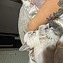 Ivy joined the competition — help win amazing prizes! cat, sleeping, tattoo, arm, blanket, polka_dots, cozy, indoor, resting, fur, cute, pet, animal, relaxation, comfort, bed, soft, whiskers, ears, tail
