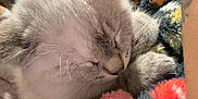Ivy is registered to the contest to win money with this photo: cat, sleeping, cozy, blanket, furry, resting, tattoo, arm, indoor, closeup, cute, pet, comfort, soft, colorful, patterned, relaxed, domestic, fur, nap