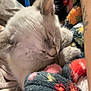 cat, sleeping, cozy, blanket, furry, resting, tattoo, arm, indoor, closeup, cute, pet, comfort, soft, colorful, patterned, relaxed, domestic, fur, nap