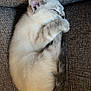 Ivy joined the competition — help win amazing prizes! kitten, cat, sleeping, curled_up, fur, pet, animal, cozy, couch, gray, texture, resting, cute, small, domestic_cat, whiskers, tail, soft, relaxed, indoor