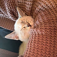 Ivy is registered to the contest to win money with this photo: cat, sleeping, knit_sweater, cozy, close_up, fur, pet, indoor, resting, warm, textured, relaxation, cute, animal, soft, comfort, portrait, feline, eyelids_closed, snug