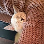 cat, sleeping, knit_sweater, cozy, close_up, fur, pet, indoor, resting, warm, textured, relaxation, cute, animal, soft, comfort, portrait, feline, eyelids_closed, snug