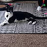 cat, black_and_white, lying_down, rug, patterned_rug, toy, colorful_toy, clock, indoor, carpet, pet, feline, relaxed, household, decor, playful, animal, resting, domestic, cozy