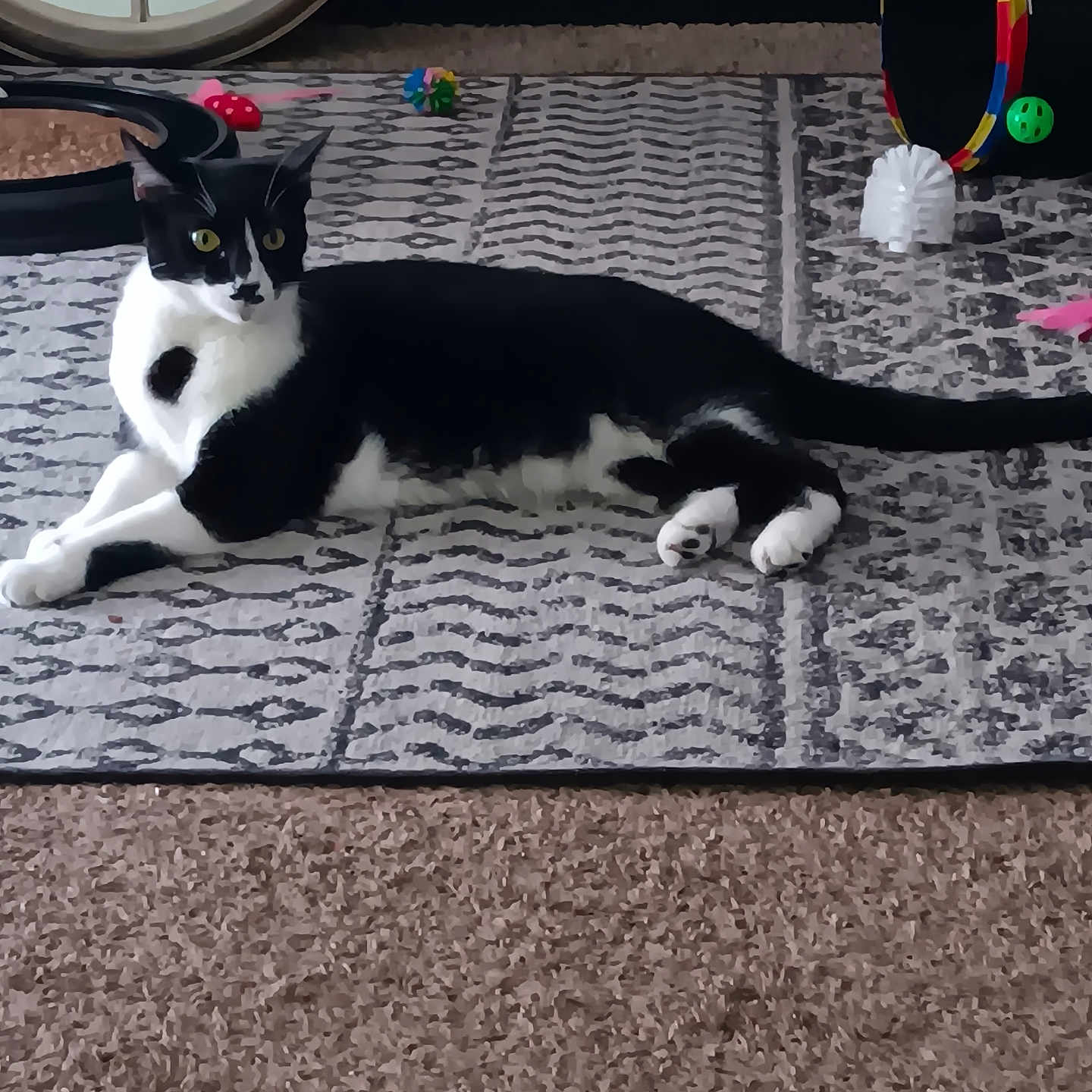 Pretty is registered to the contest to win money with this photo: cat, black_and_white, lying_down, rug, patterned_rug, toy, colorful_toy, clock, indoor, carpet, pet, feline, relaxed, household, decor, playful, animal, resting, domestic, cozy