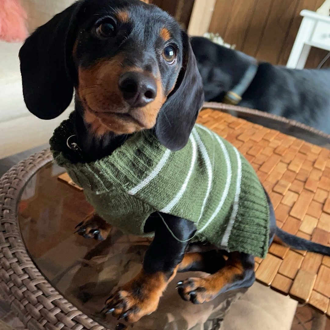 Benny is registered to the contest to win money with this photo: animal, architecture, building, canine, clothing, dog, face, furniture, head, hound, indoors, interiordesign, knitwear, person, pet, photography, portrait, puppy, sweater, table