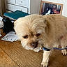 dog, small_dog, wooden_table, indoor, furniture, chest_of_drawers, papers, framed_photo, leash, pet, home, cozy, brown_dog, fur, animal, tabletop, domestic, looking_down, curious, companion