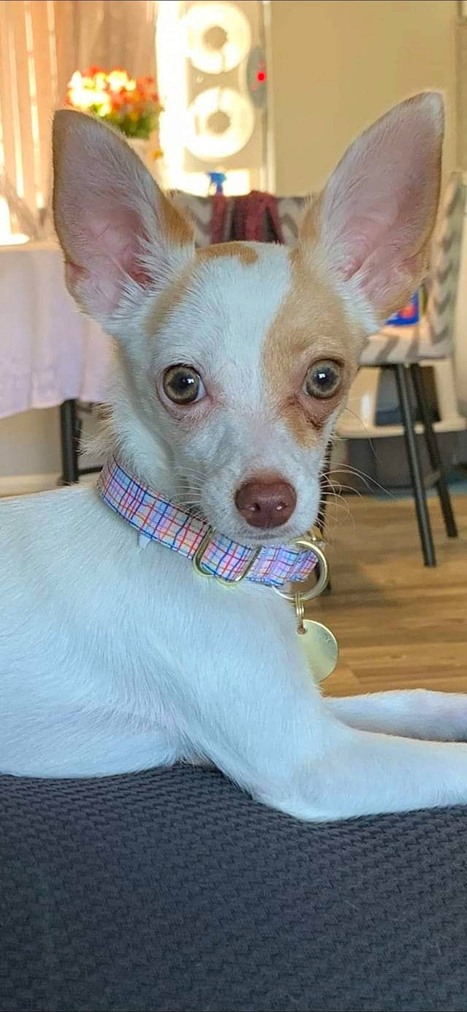 Amara joined the competition — help win amazing prizes! canidae, carnivore, chair, chihuahua, comfort, companion_dog, corgi_chihuahua, dog, dog_breed, dog_supply, ear, fawn, fur, non_sporting_group, snout, sporting_group, terrestrial_animal, toy_dog, whiskers, working_animal