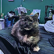 Muffin joined the competition — help win amazing prizes! cat, tortoiseshell_cat, bed, blanket, indoor, furniture, laundry_basket, shelf, clutter, household_items, fur, pet, animal, looking, resting, cozy, domestic, room, black, soft