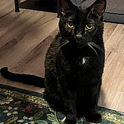 Sabrina is registered to the contest to win money with this photo: animal, binder, black_cat, cat, cozy, curious, domestic, ears, floor, furniture, home, indoor, pet, portrait, rug, sitting, table, whiskers, wooden_floor, yellow_eyes