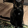 animal, binder, black_cat, cat, cozy, curious, domestic, ears, floor, furniture, home, indoor, pet, portrait, rug, sitting, table, whiskers, wooden_floor, yellow_eyes