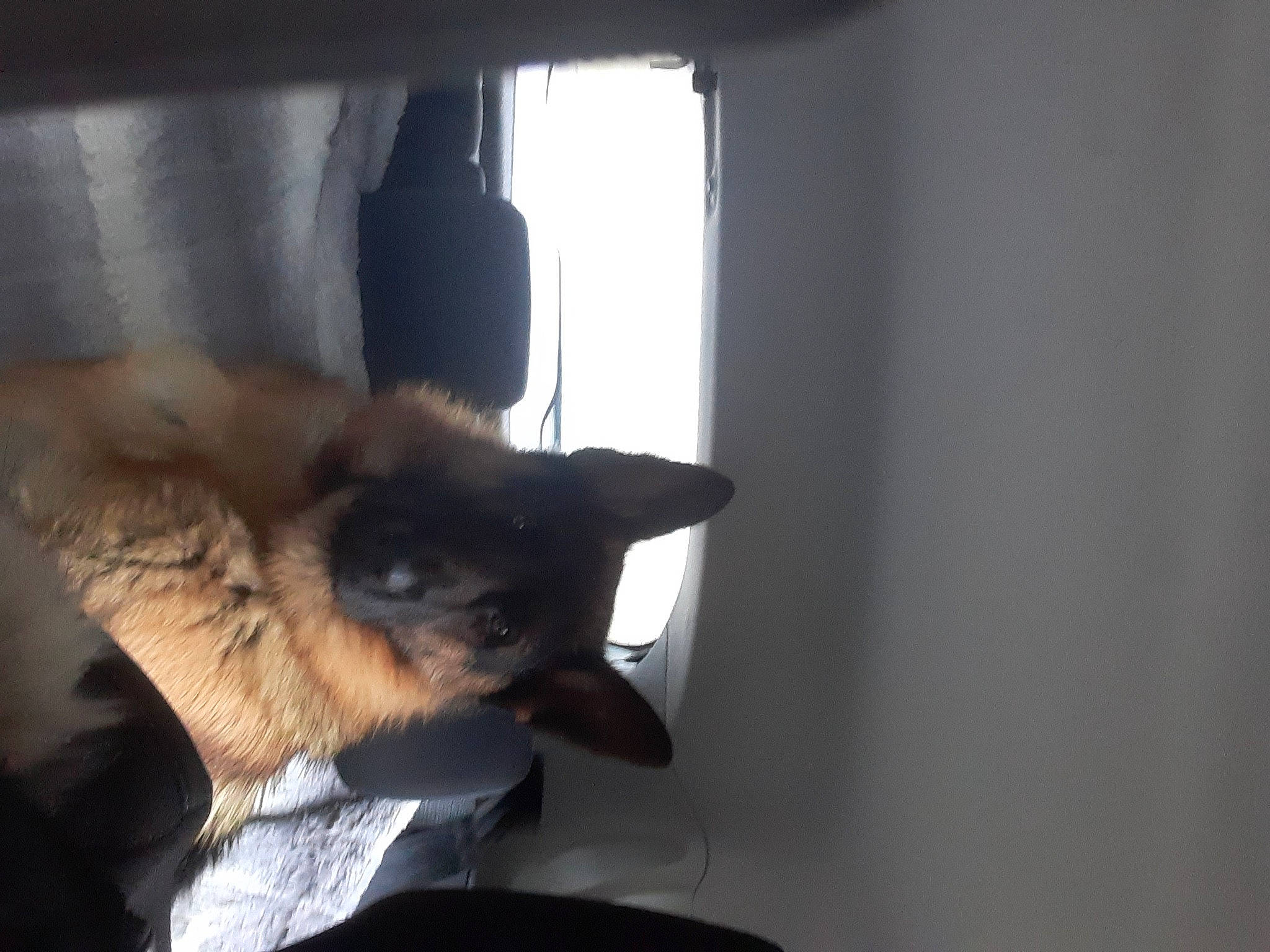 Sheguee participe au concours pour gagner de l'argent avec cette photo : balinese, carnivore, cat, chair, comfort, companion_dog, dog_breed, domestic_short_haired_cat, felidae, fur, room, siamese, small_to_medium_sized_cats, tail, thai, tints_and_shades, tonkinese, whiskers, window, wood