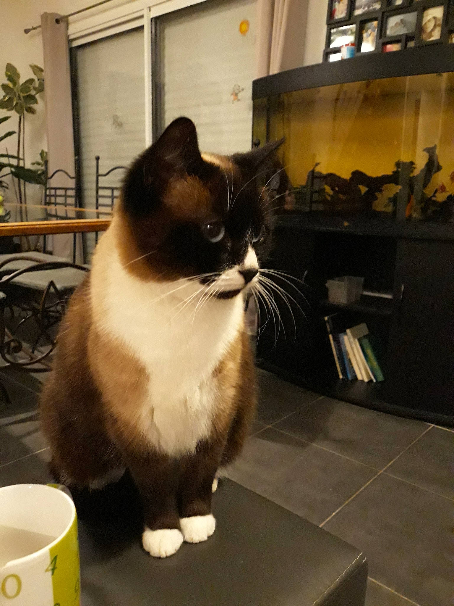 Blue participe au concours pour gagner de l'argent avec cette photo : asian, carnivore, cat, domestic_long_haired_cat, domestic_short_haired_cat, european_shorthair, felidae, mammal, munchkin, small_to_medium_sized_cats, snowshoe, whiskers