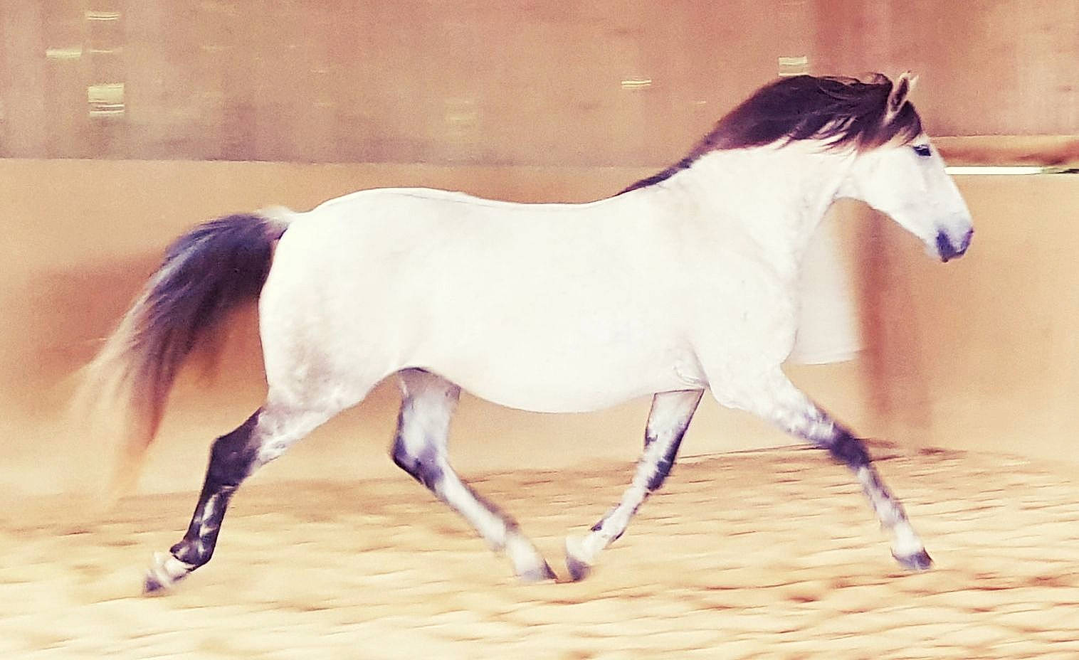 Adam a rejoint le concours — aidez-le/la à gagner de superbes lots ! animal_figure, colt, horse, liver, livestock, mammal, mane, mare, mustang_horse, pony, stallion, vertebrate