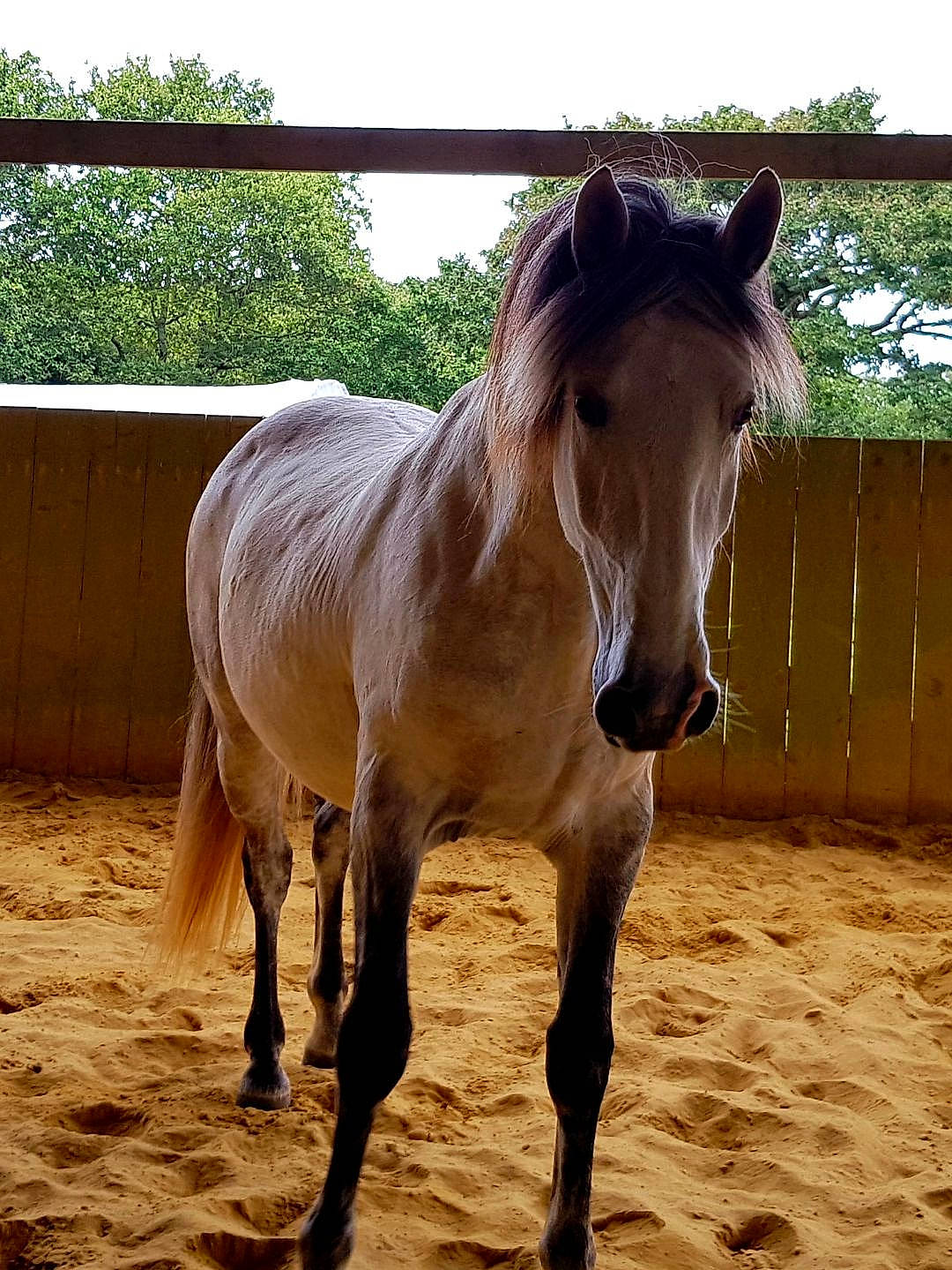 Adam participe au concours pour gagner de l'argent avec cette photo : horse, horse_supplies, liver, livestock, mammal, mane, mare, mustang_horse, pack_animal, snout, stallion, vertebrate