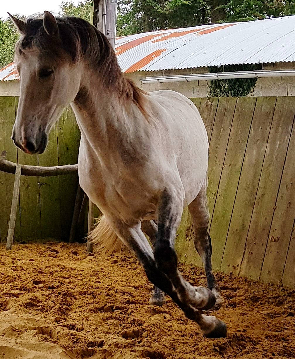 Adam participe au concours pour gagner de l'argent avec cette photo : horse, liver, livestock, mammal, mane, mare, mustang_horse, stable, stallion, vertebrate