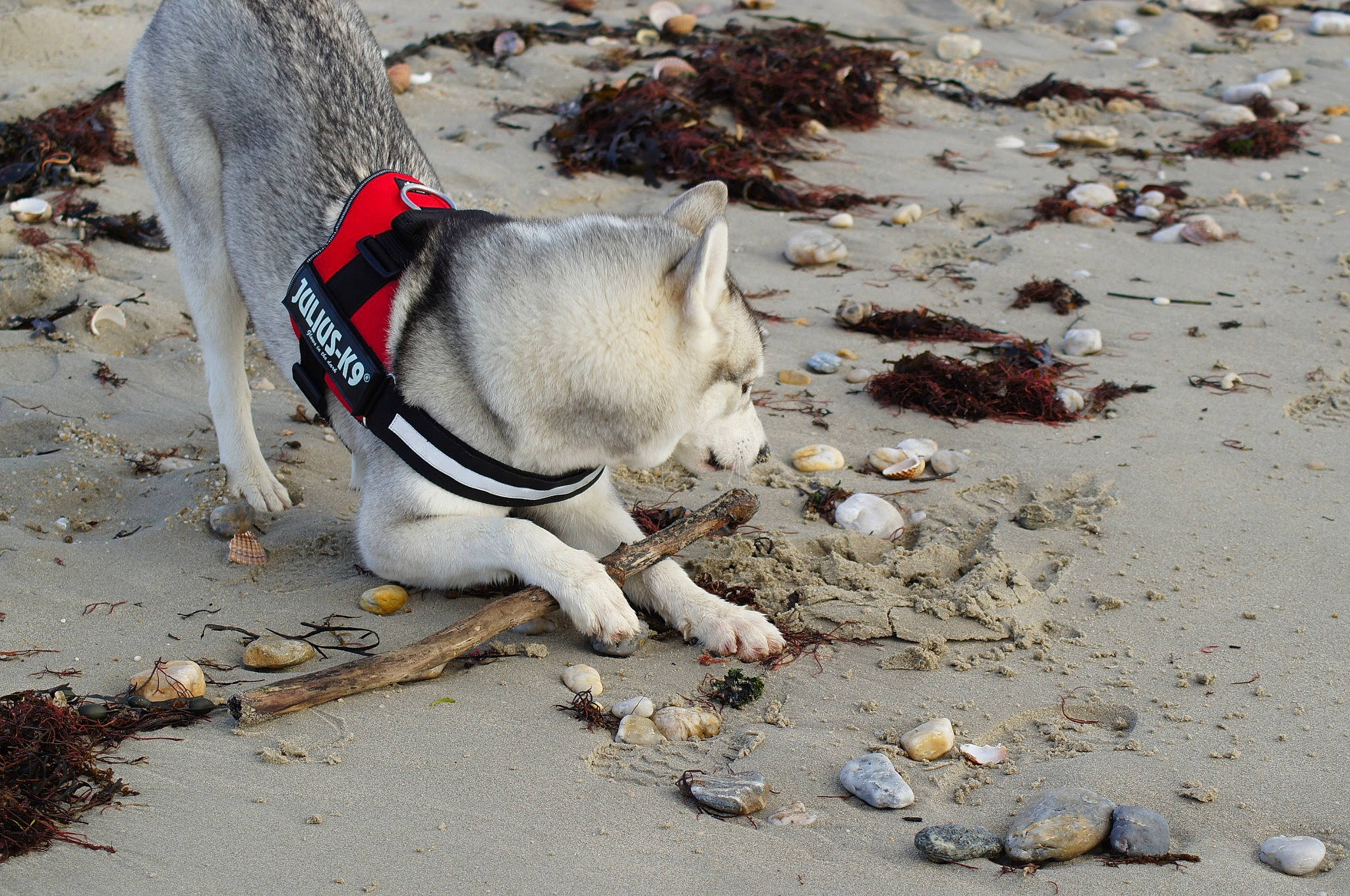 Olia a rejoint le concours — aidez-le/la à gagner de superbes lots ! beach, canidae, carnivore, dog, dog_breed, fawn, leash, non_sporting_group, sand, vacation, walking