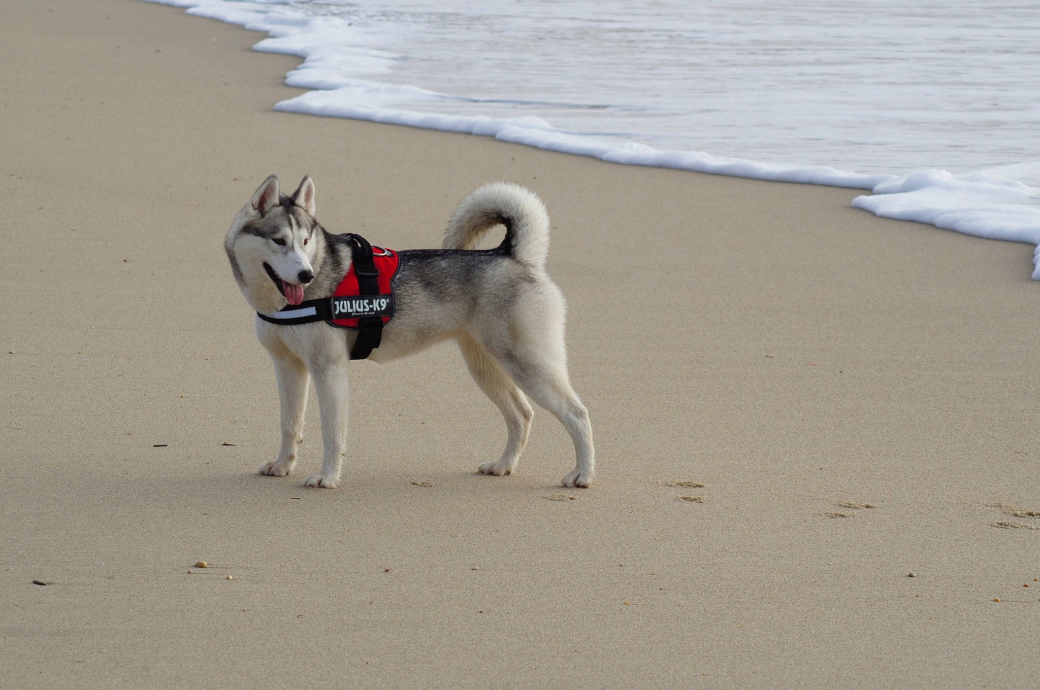 Olia a rejoint le concours — aidez-le/la à gagner de superbes lots ! alaskan_klee_kai, alaskan_malamute, canadian_eskimo_dog, canidae, carnivore, dog, dog_breed, east_siberian_laika, greenland_dog, jamthund, mammal, northern_inuit_dog, norwegian_elkhound, rare_breed_dog, sand, siberian_husky, sporting_group, tail, vertebrate, working_dog