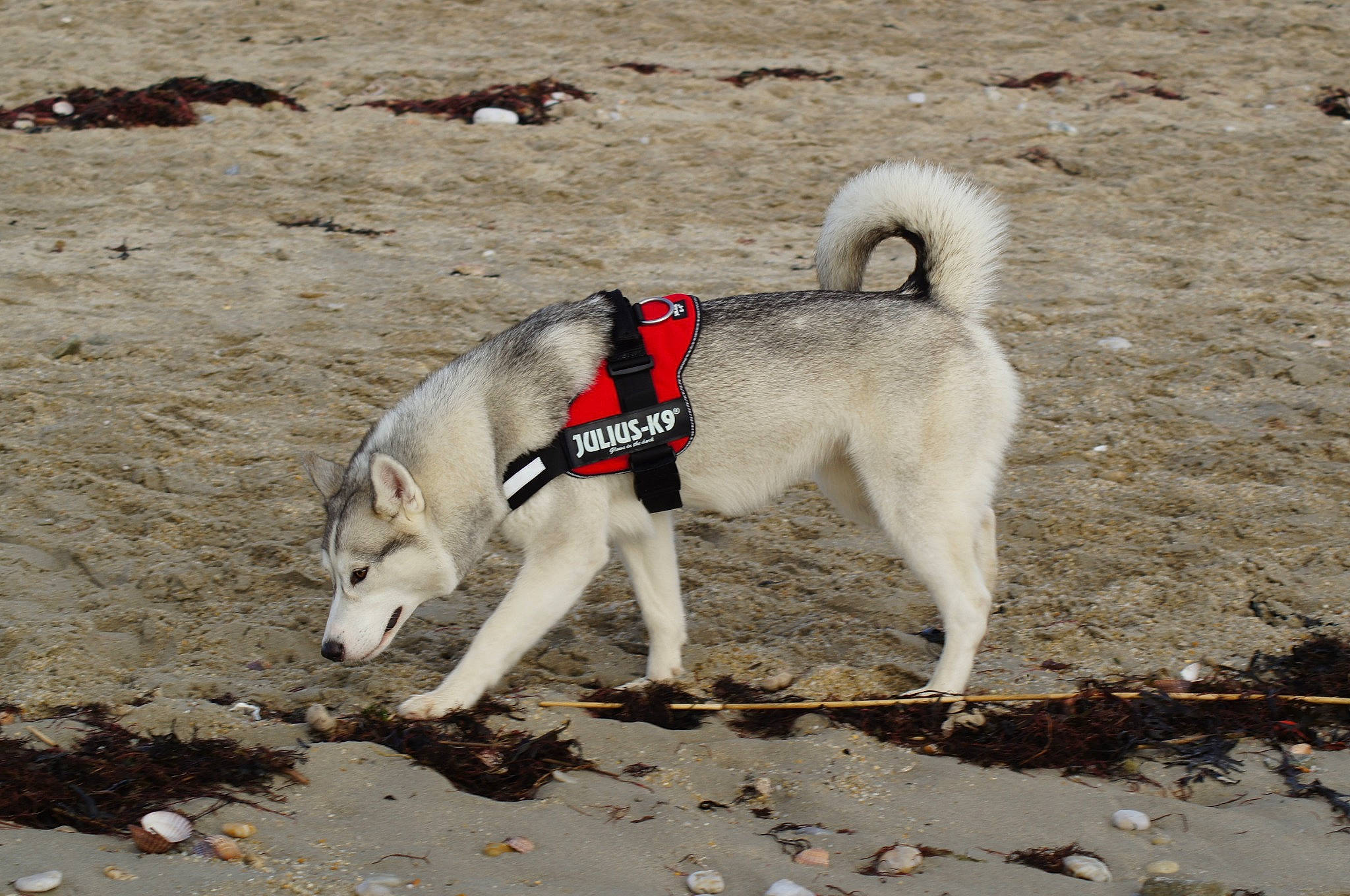 Olia participe au concours pour gagner de l'argent avec cette photo : alaskan_klee_kai, canaan_dog, canadian_eskimo_dog, canidae, carnivore, dog, dog_breed, east_siberian_laika, greenland_dog, hokkaido, kishu, mammal, northern_inuit_dog, norwegian_elkhound, pungsan_dog, rare_breed_dog, siberian_husky, sled_dog, sporting_group, vertebrate