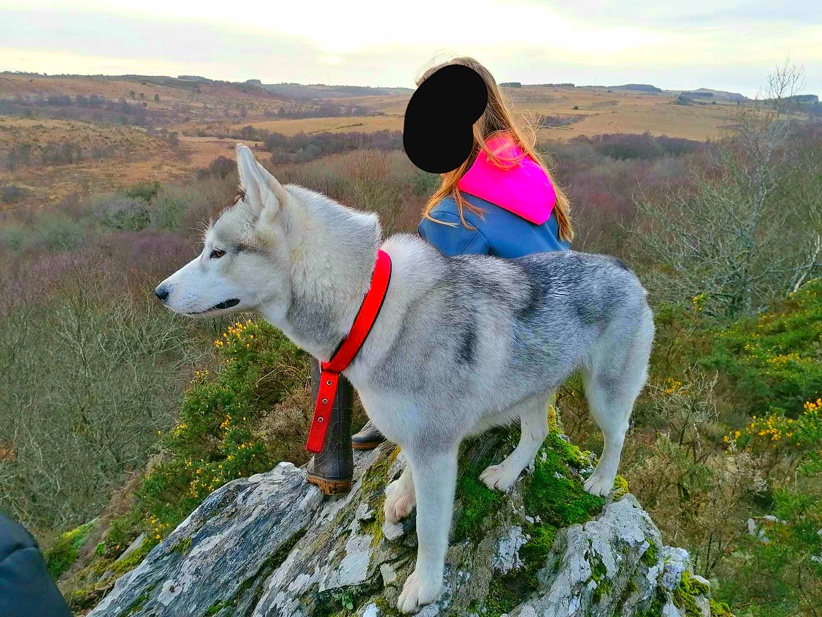 Olia a rejoint le concours — aidez-le/la à gagner de superbes lots ! adventure, canidae, carnivore, czechoslovakian_wolfdog, dog, dog_breed, dog_hiking, east_siberian_laika, greenland_dog, kunming_wolfdog, mammal, native_american_indian_dog, northern_inuit_dog, recreation, saarloos_wolfdog, seppala_siberian_sleddog, siberian_husky, vertebrate, wolfdog, working_dog