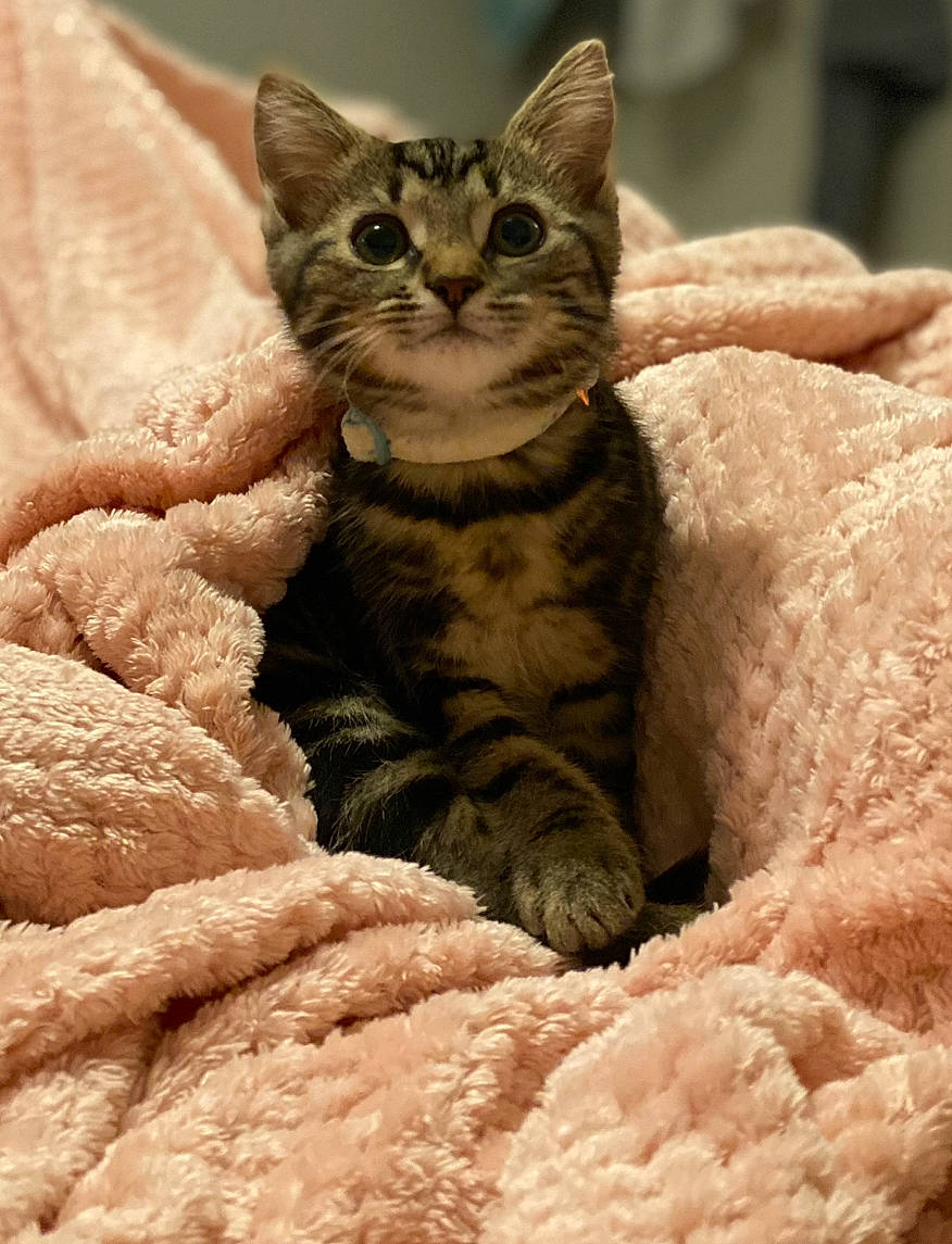 Milo is registered to the contest to win money with this photo: carnivore, cat, cat_bed, cat_supply, claw, close_up, comfort, domestic_short_haired_cat, fawn, felidae, fur, paw, sitting, small_to_medium_sized_cats, snout, terrestrial_animal, whiskers