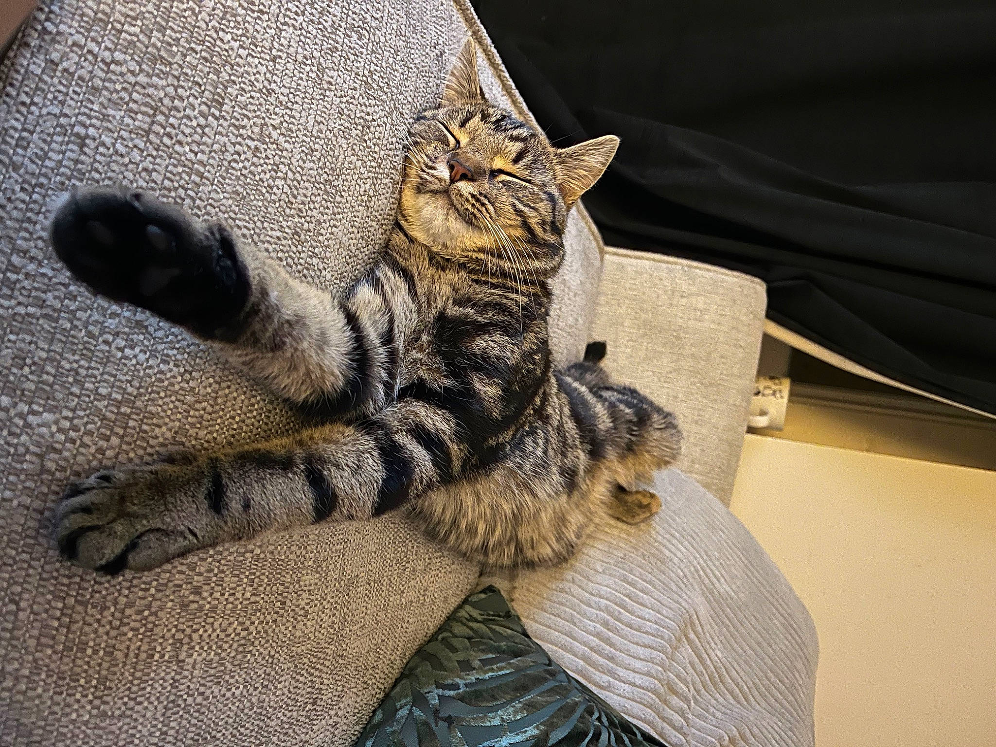 Milo joined the competition — help win amazing prizes! carnivore, cat, claw, comfort, domestic_short_haired_cat, fashion_accessory, felidae, foot, fur, grey, human_leg, military_camouflage, paw, small_to_medium_sized_cats, snout, tail, terrestrial_animal, textile, thigh, whiskers