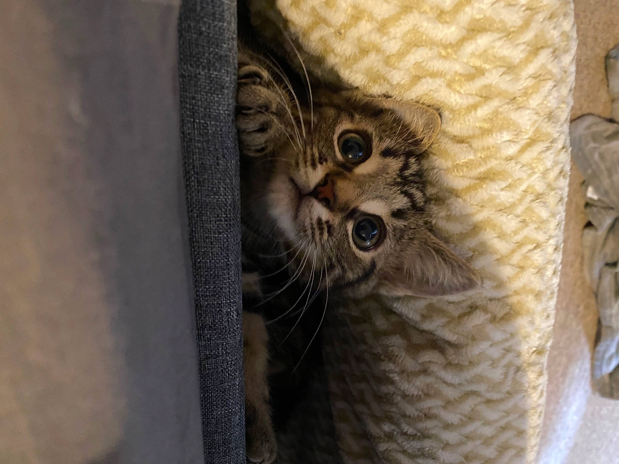 Milo is registered to the contest to win money with this photo: carnivore, cat, cat_supply, claw, domestic_short_haired_cat, door, felidae, fur, grey, mammal, pattern, paw, small_to_medium_sized_cats, snout, tail, terrestrial_animal, vertebrate, whiskers, window, wood