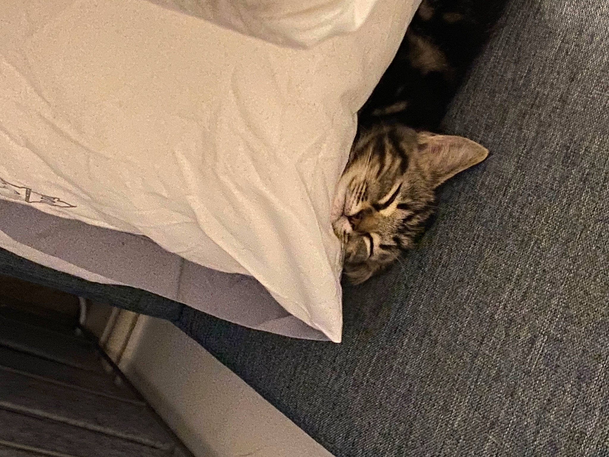 Milo is registered to the contest to win money with this photo: carnivore, cat, comfort, couch, domestic_short_haired_cat, fawn, felidae, floor, flooring, grey, hardwood, human_leg, linens, paw, road_surface, small_to_medium_sized_cats, tail, tints_and_shades, whiskers, wood