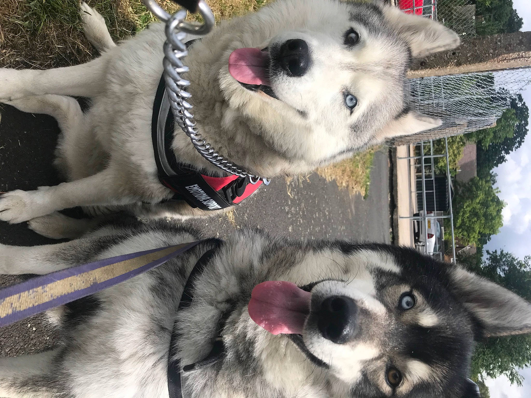 Chelsea is registered to the contest to win money with this photo: carnivore, collar, companion_dog, dog, dog_breed, dog_collar, fur, mammal, pet_supply, plant, siberian_husky, sky, sled_dog, snout, sporting_group, tree, vertebrate, water, white, working_animal