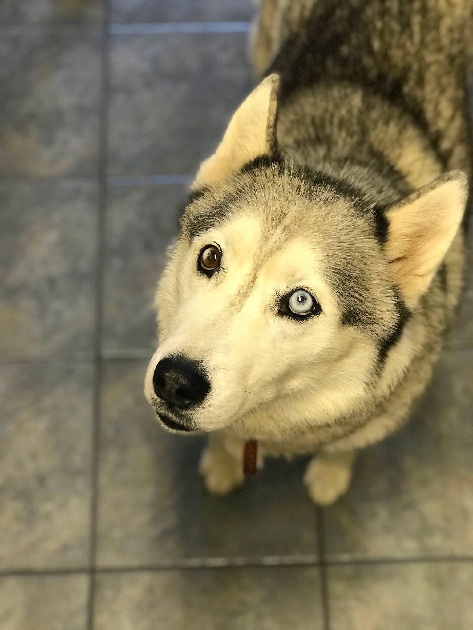 Chelsea is registered to the contest to win money with this photo: canidae, canis, carnivore, companion_dog, dog, dog_breed, eye, fawn, fur, jaw, siberian_husky, sled_dog, snout, sporting_group, terrestrial_animal, whiskers, wildlife, wolf, working_animal, working_dog