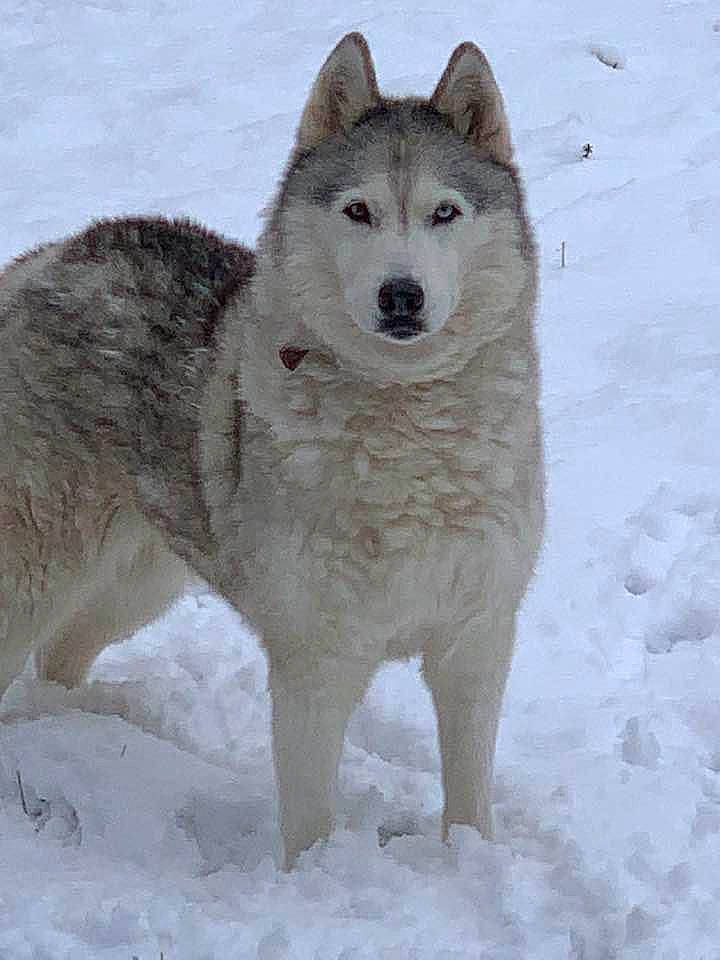 Chelsea joined the competition — help win amazing prizes! arctic_fox, canidae, canis, canis_lupus_tundrarum, carnivore, dog, dog_breed, freezing, fur, glacial_landform, ice_cap, snout, snow, sporting_group, terrestrial_animal, vehicle, wildlife, winter, wolf, working_dog