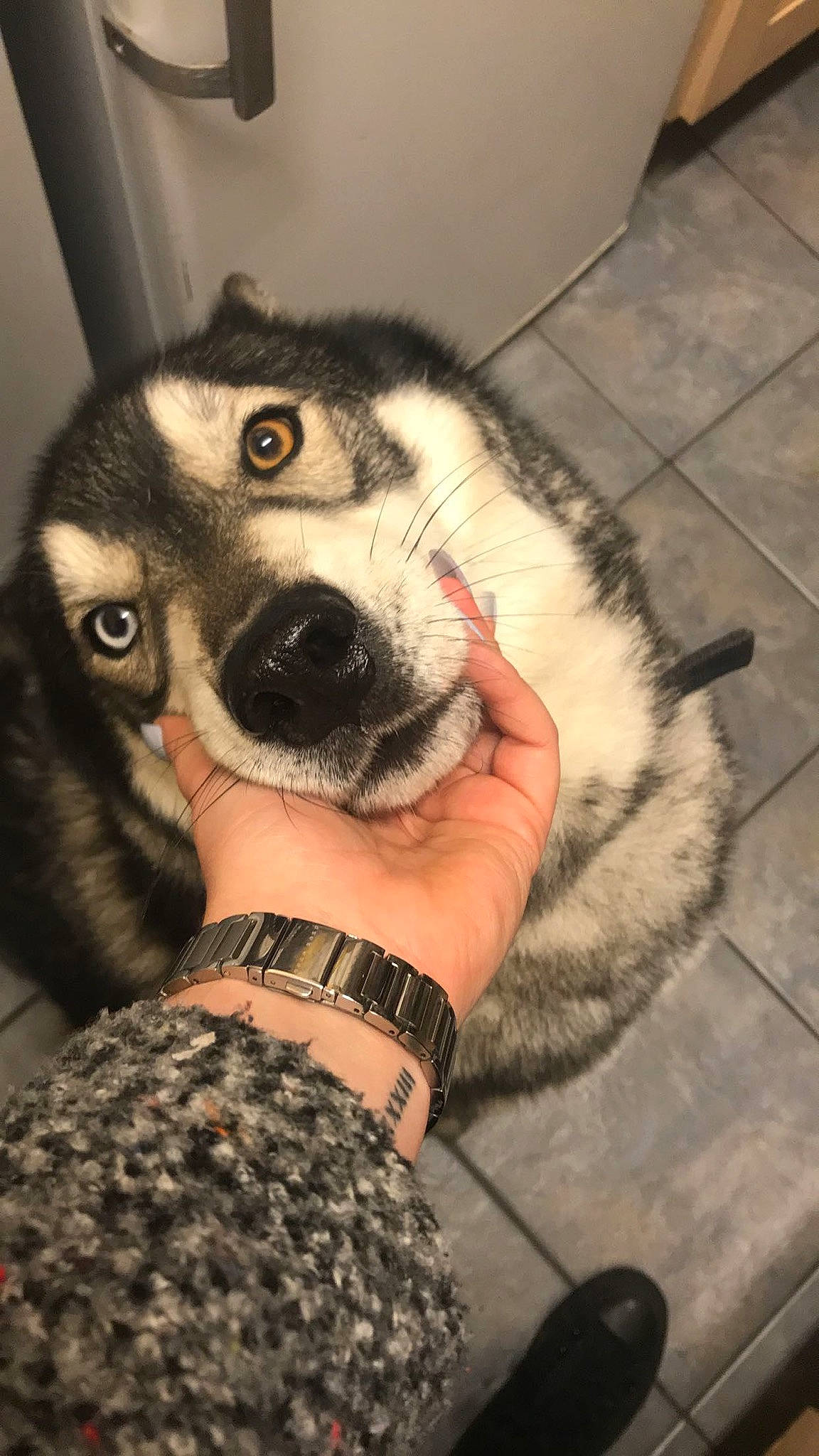 Diesel joined the competition — help win amazing prizes! audio_equipment, carnivore, companion_dog, dog, dog_breed, eyewear, fawn, felidae, flooring, fur, hand, jaw, paw, siberian_husky, sled_dog, small_to_medium_sized_cats, snout, sporting_group, whiskers, working_animal