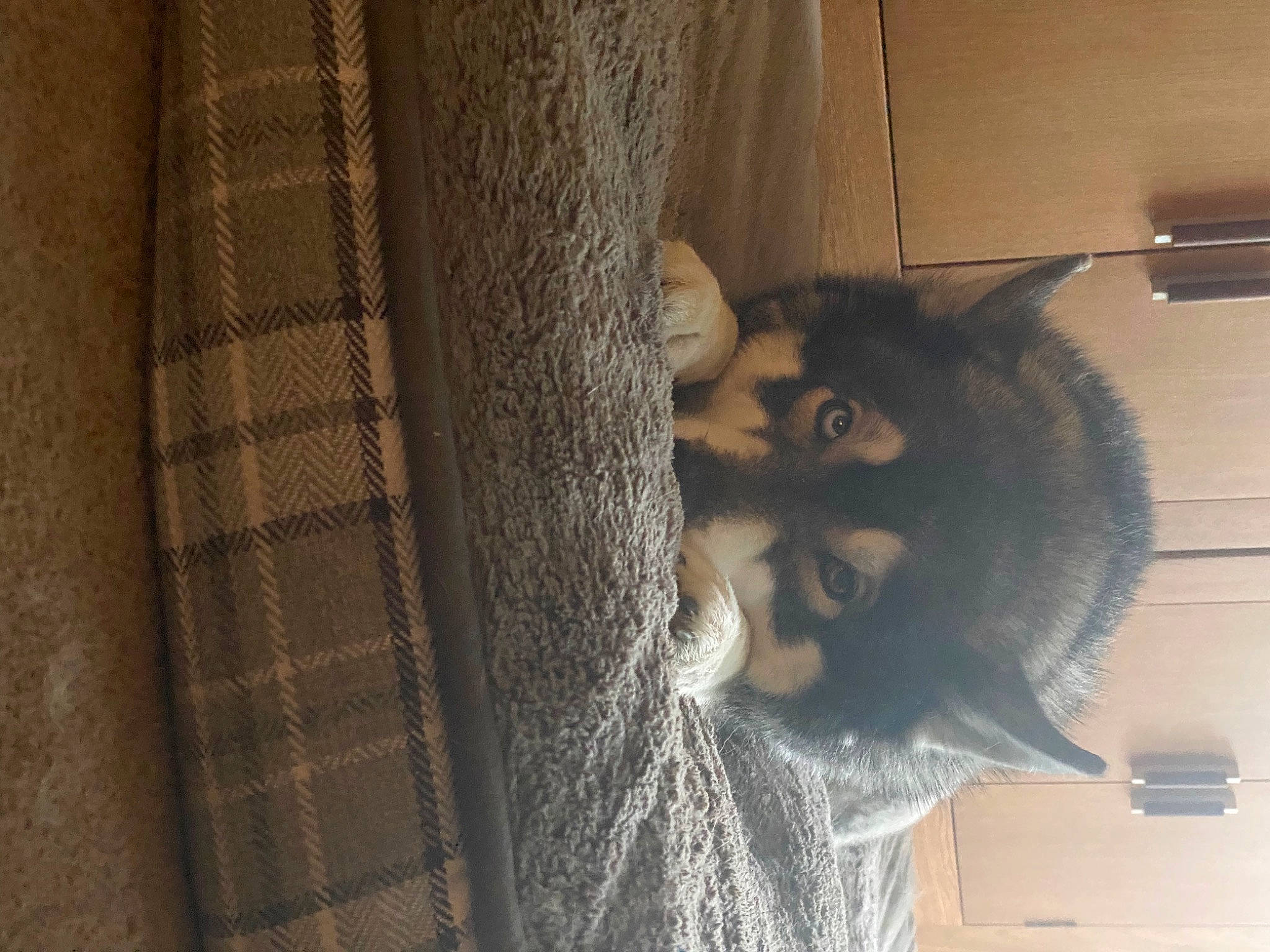 Diesel is registered to the contest to win money with this photo: carnivore, cat, domestic_short_haired_cat, ear, felidae, flooring, fur, grey, hardwood, pattern, room, small_to_medium_sized_cats, snout, tail, whiskers, window, wood