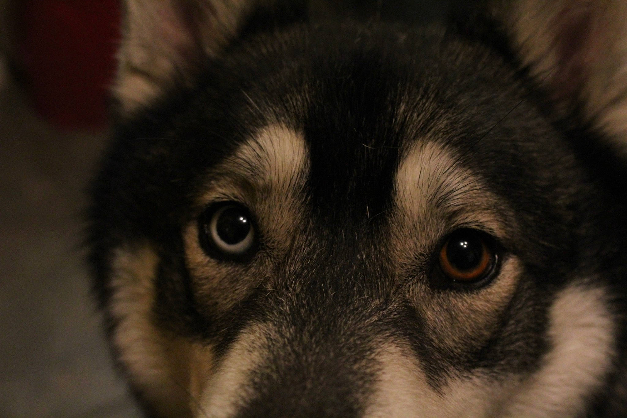 Diesel joined the competition — help win amazing prizes! ancient_dog_breeds, canidae, canis, carnivore, close_up, companion_dog, dog, dog_breed, eyelash, fur, puppy, snout, sporting_group, terrestrial_animal, whiskers, wildlife, wood, working_animal, working_dog