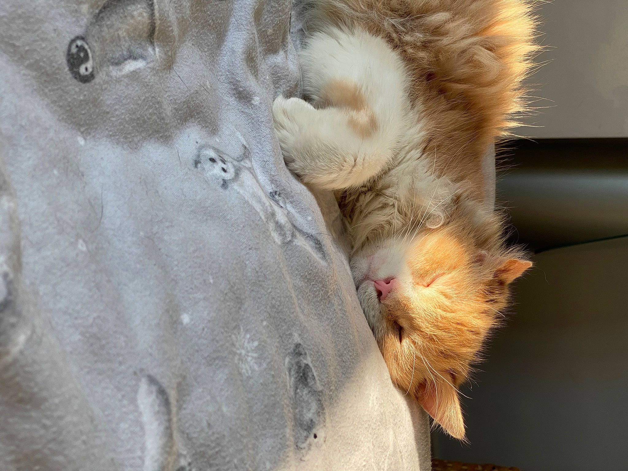 Oscar is registered to the contest to win money with this photo: carnivore, cat, claw, close_up, domestic_short_haired_cat, fawn, felidae, foot, fur, paw, plant, small_to_medium_sized_cats, snout, tail, terrestrial_animal, whiskers, wildlife