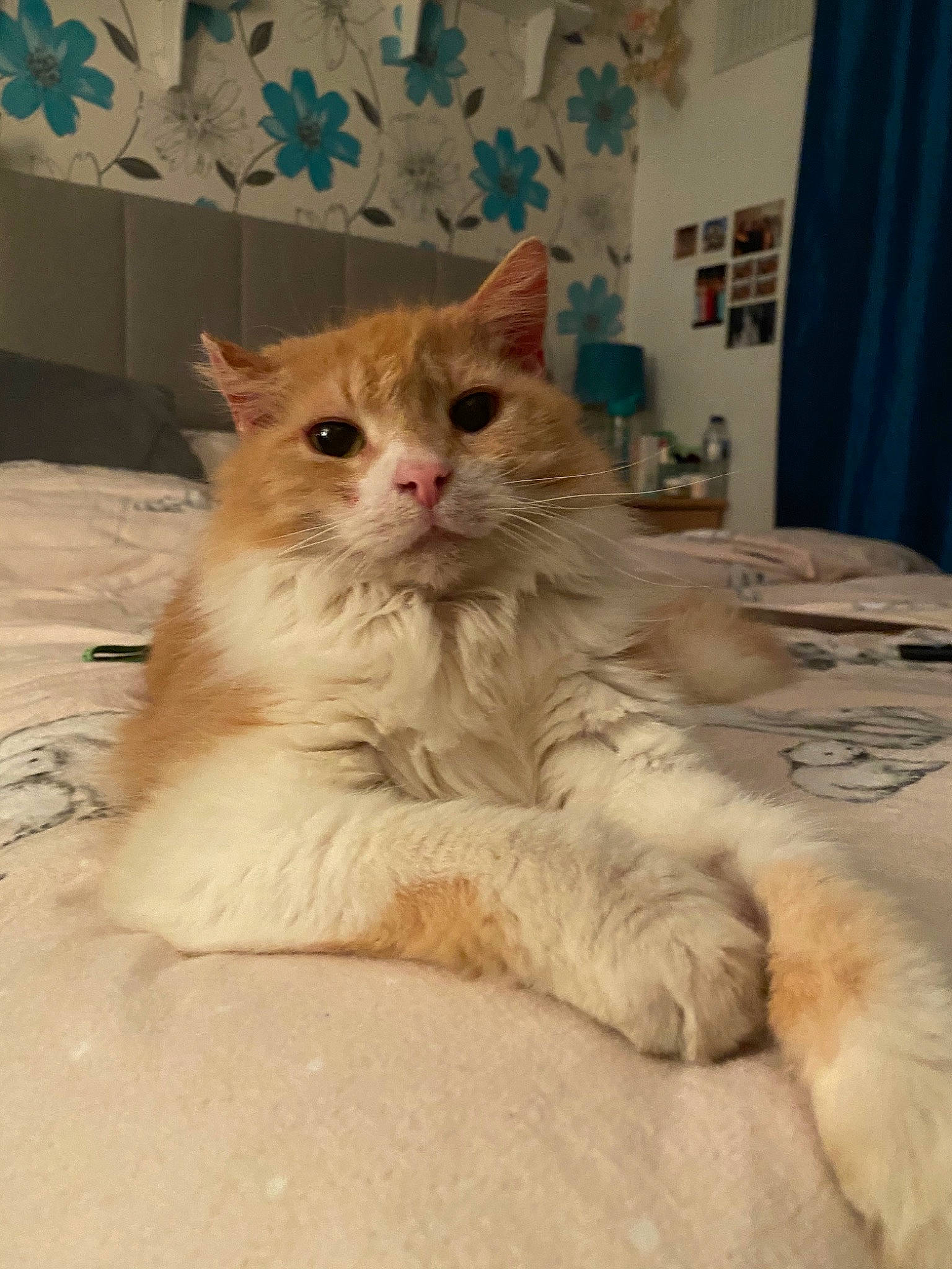 Oscar is registered to the contest to win money with this photo: blue, british_longhair, carnivore, cat, claw, comfort, curtain, domestic_short_haired_cat, fawn, felidae, fur, paw, sitting, small_to_medium_sized_cats, snout, tail, terrestrial_animal, whiskers, window