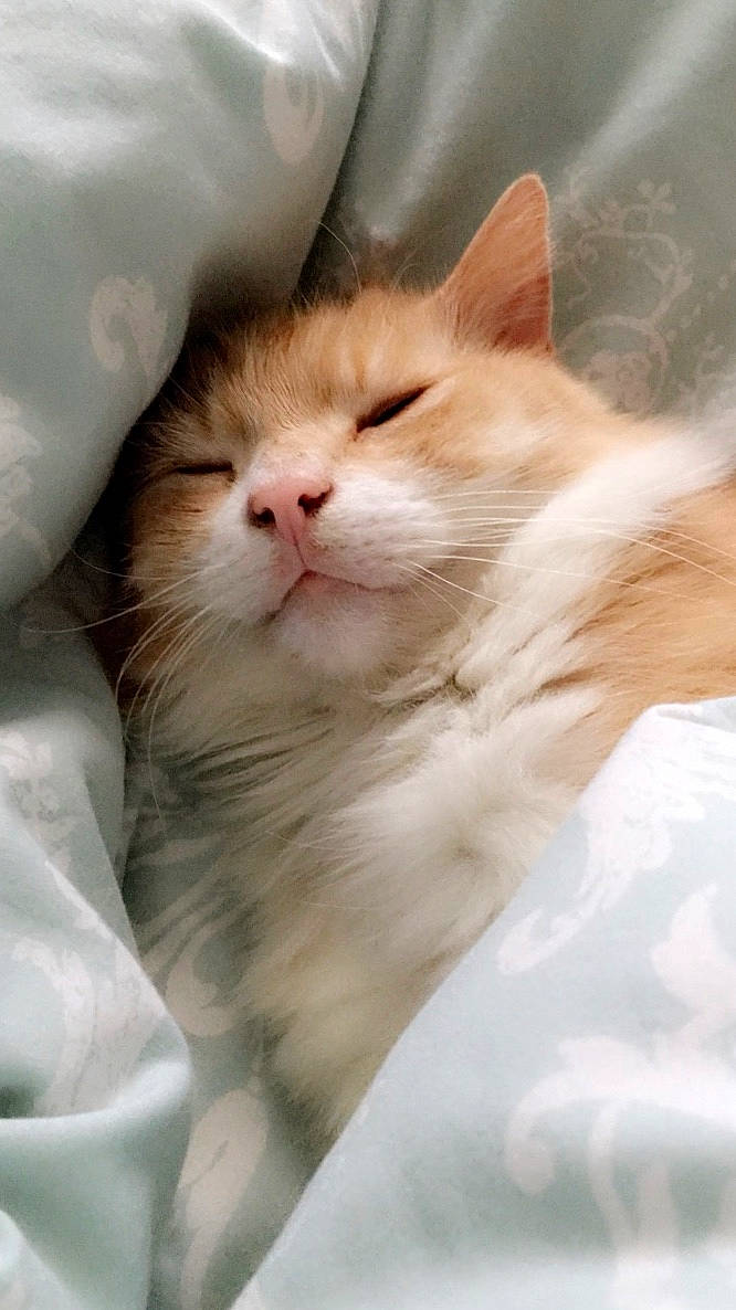 Oscar joined the competition — help win amazing prizes! carnivore, cat, claw, comfort, domestic_short_haired_cat, eye, fawn, felidae, fur, iris, paw, small_to_medium_sized_cats, snout, tail, whiskers