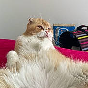 Pumking a rejoint le concours — aidez-le/la à gagner de superbes lots ! animal, background, bed, cat, cute, domestic_cat, fluffy, fur, indoor, lounging, orange, pet, pink_nose, red, relaxed, resting, side_view, soft, whiskers, white