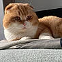 animal, cat, close_up, cozy, cushion, cute, domestic_cat, feline, fluffy, folded_ears, indoor, natural_light, orange_and_white_fur, pet, portrait, relaxed, resting, scottish_fold, soft_texture, whiskers