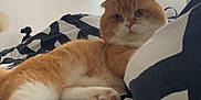 Pumking participe au concours pour gagner de l'argent avec cette photo : animal, bed, blanket, cat, cozy, curtains, cute, fur, furniture, game_of_thrones, indoor, orange_cat, pattern, paw, pet, poster, relaxed, resting, white_cat, window
