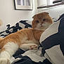 animal, bed, blanket, cat, cozy, curtains, cute, fur, furniture, game_of_thrones, indoor, orange_cat, pattern, paw, pet, poster, relaxed, resting, white_cat, window