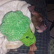 Arrow a rejoint le concours — aidez-le/la à gagner de superbes lots ! dog, sleeping, blanket, plush_toy, broccoli_toy, cozy, indoor, resting, pet, cute, brown_dog, soft_texture, fabric, closeup, relaxing, animal, fur, snout, ear, cushion